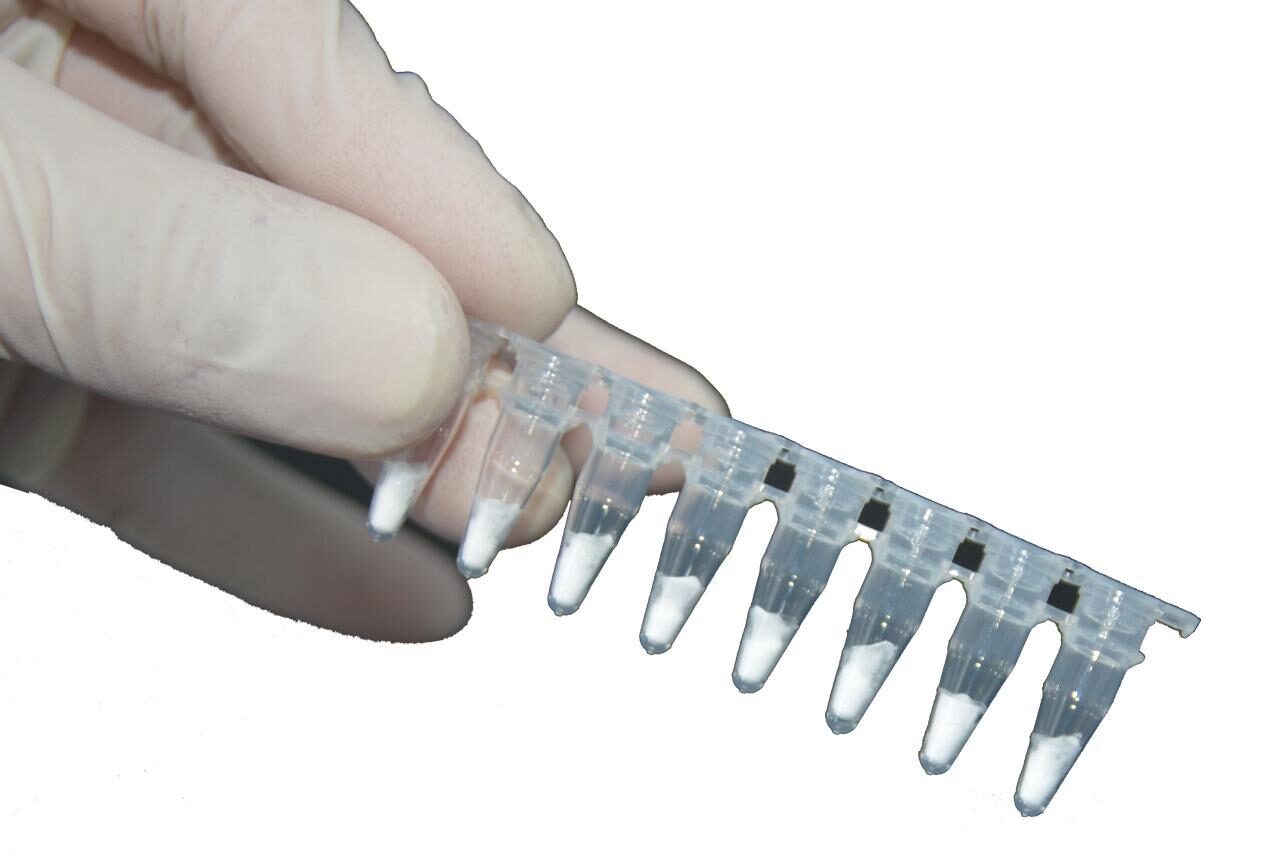 Gloved hand holding an 8-strip of lyophilised RAA reaction tubes